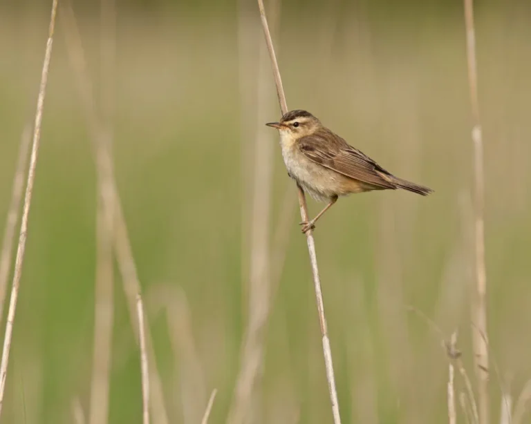 Sedge warbler perched on a millet stalk