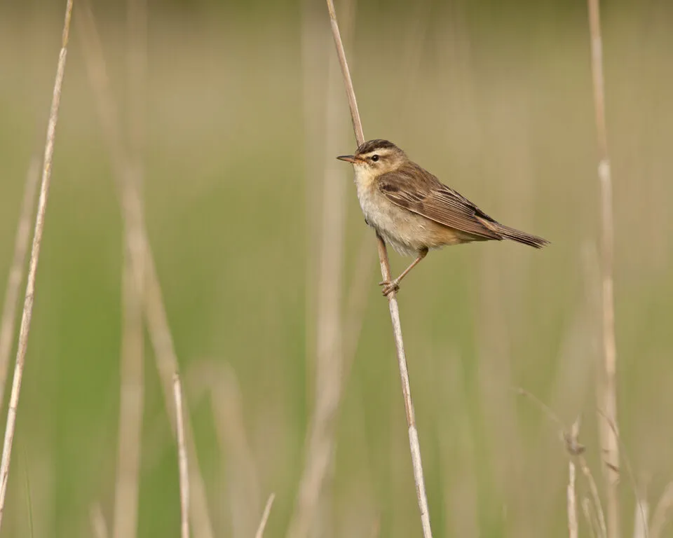 Sedge warbler perched on a millet stalk