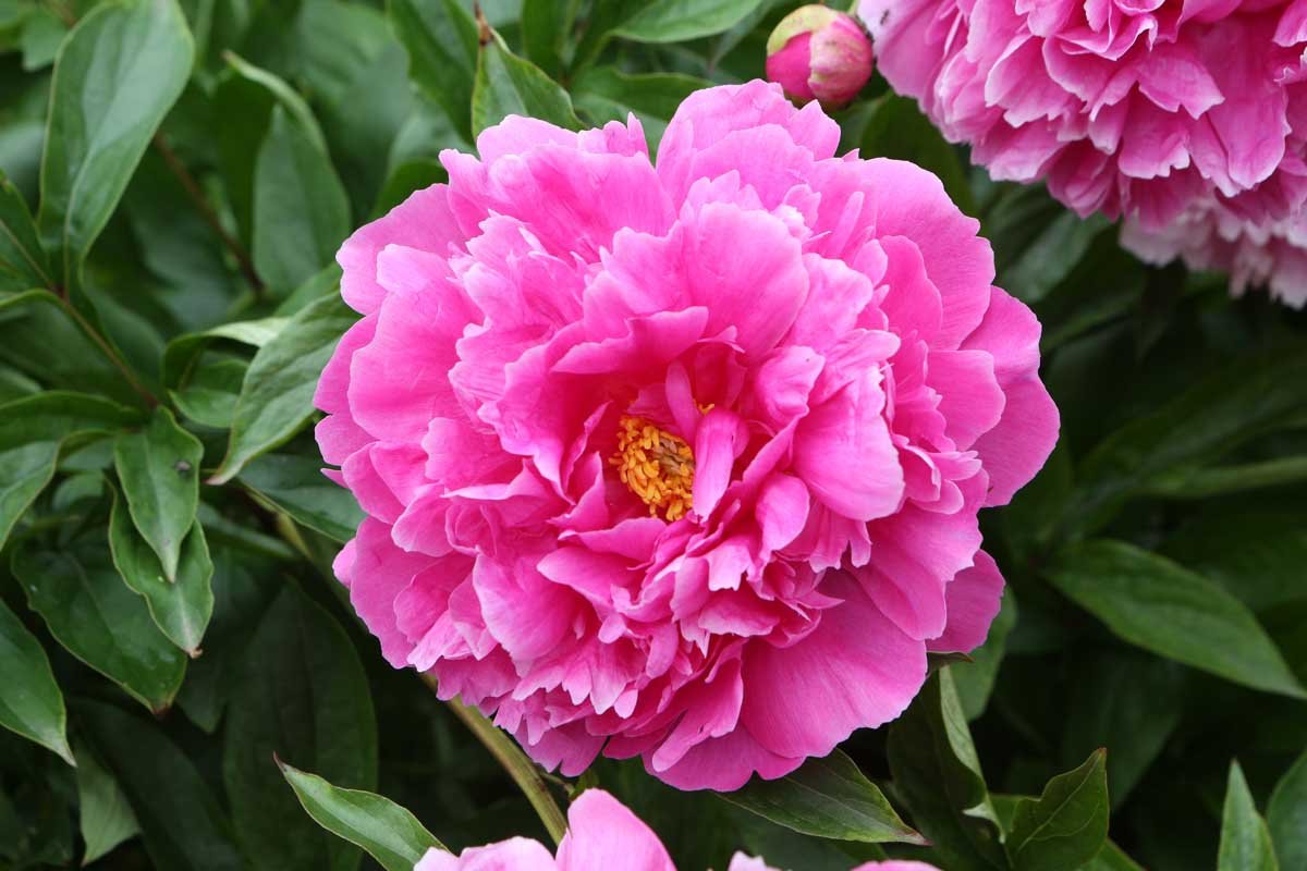 a single pink peony surrounded by green foliage