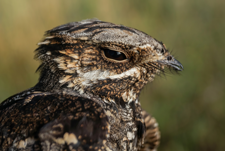 A nightjar blinking its weird reptilian eye