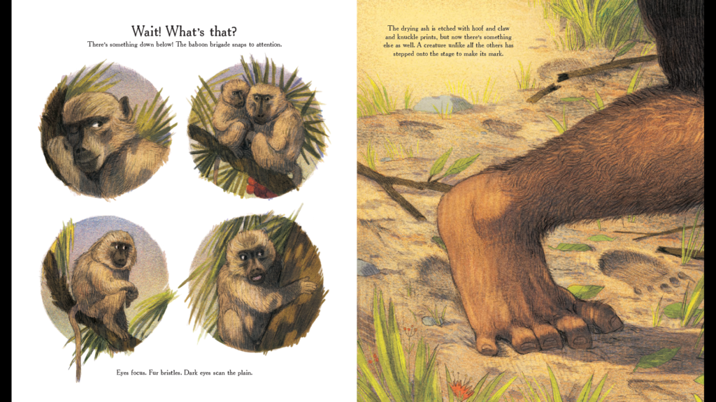 Baboons on the Laetoli plain eye a bipedal walker!