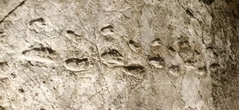 Laetoli footprints discovered in Tanzania